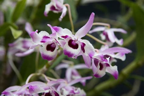 Dendrobium Orchid Rhs