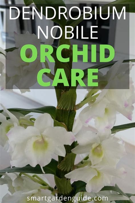 Dendrobium Orchid Toxicity