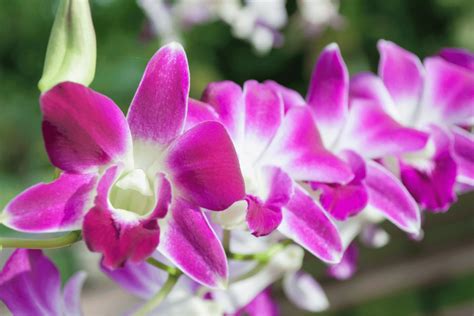 Dendrobium Orchid Varieties