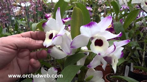 Dendrobium Orchid Youtube