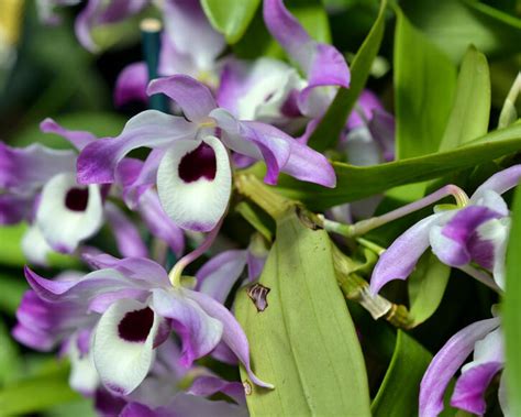 Dendrobium Orchidee