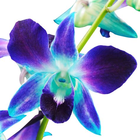 Dendrobium Orchids Blue