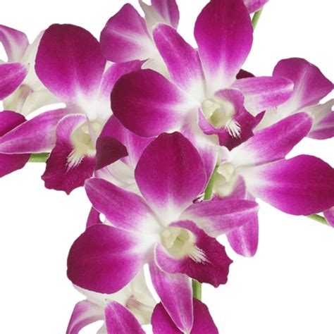Dendrobium Orchids For Sale