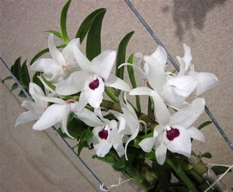Dendrobium Orchids Lower Classifications