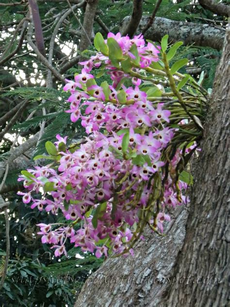 Dendrobium Orchids On Trees