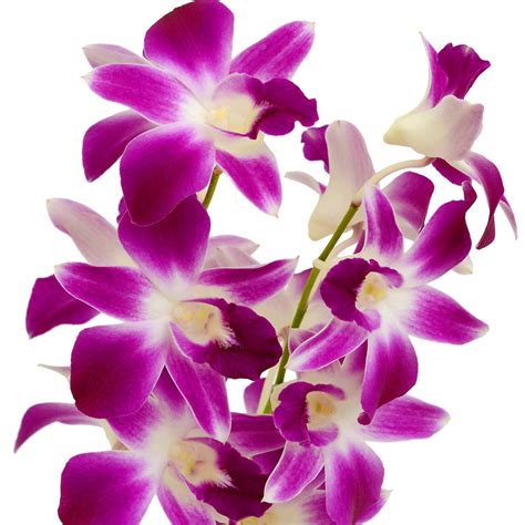 Dendrobium Orchids Purple