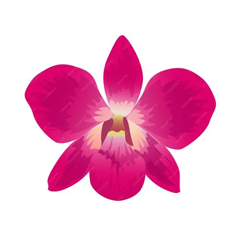 Dendrobium Orchids Vector