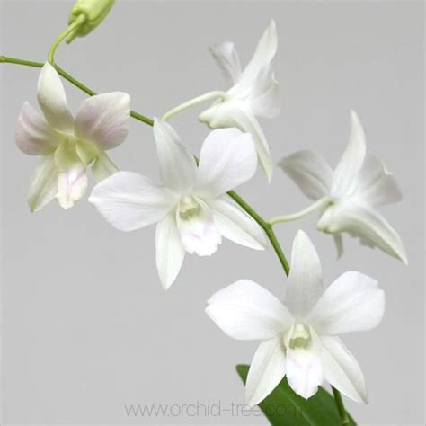 Dendrobium Orchids White