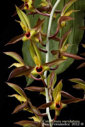 Dendrobium Osculatum