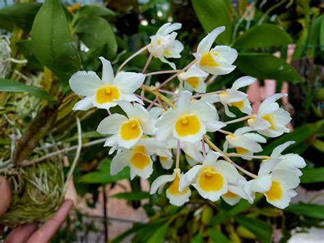 Dendrobium Palpebrae