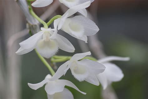 Dendrobium Parishii Alba