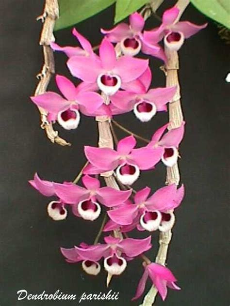 Dendrobium Parishii Trilabelo