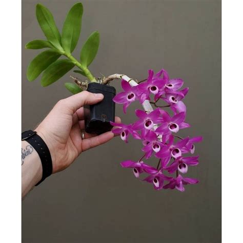 Dendrobium Parishii V Rubra