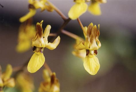 Dendrobium Parnatanum