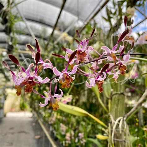 Dendrobium Penang Little Magic