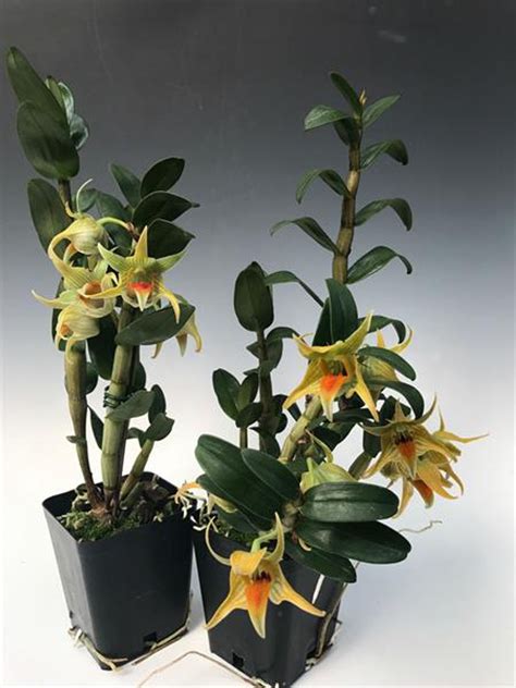 Dendrobium Peng Seng