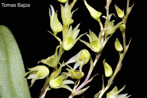 Dendrobium Perpaulum
