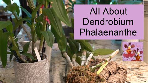 Dendrobium Phalaenanthe