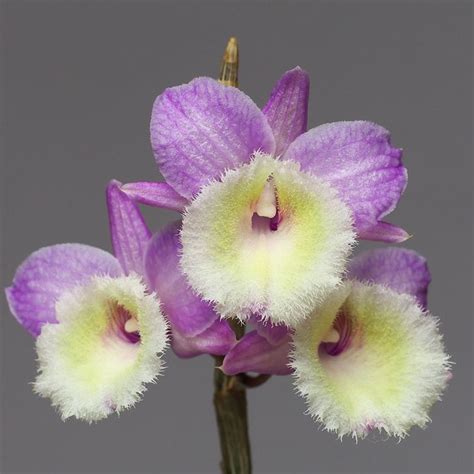 Dendrobium Pierardii