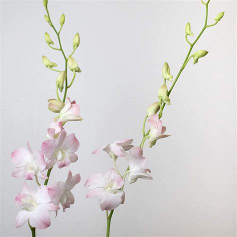 Dendrobium Pink Blush