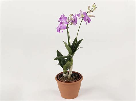 Dendrobium Pink Surprise