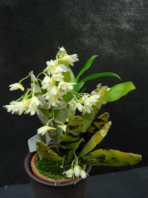 Dendrobium Platygastrium