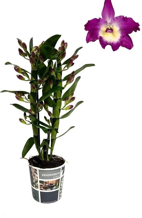 Dendrobium Plum Purple