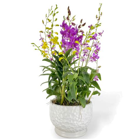 Dendrobium Pot
