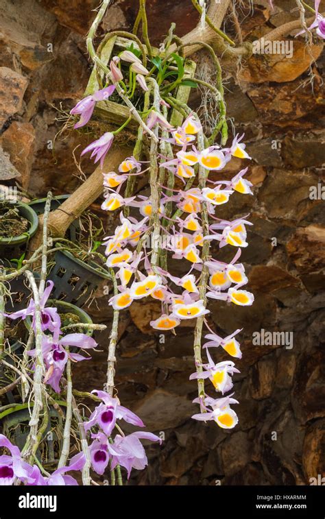 Dendrobium Primulinum