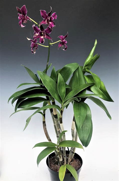 Dendrobium Pua Ala