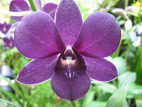Dendrobium Purple