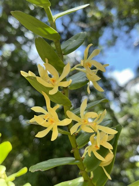 Dendrobium Qld