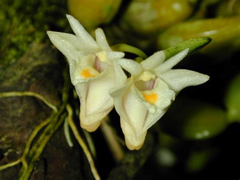 Dendrobium Quadrangulare