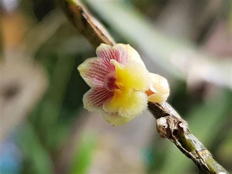 Dendrobium Quadrilobatum