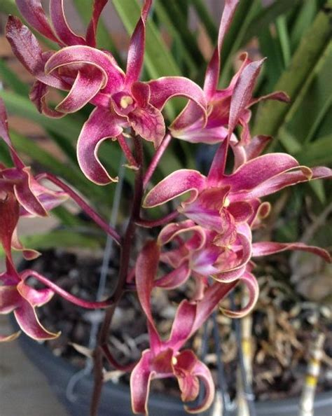 Dendrobium Queen Cobra