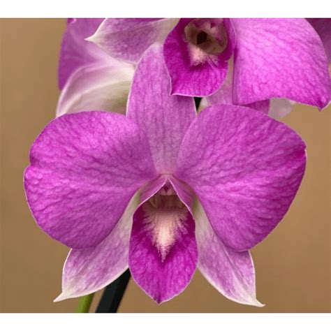 Dendrobium Queen Pink