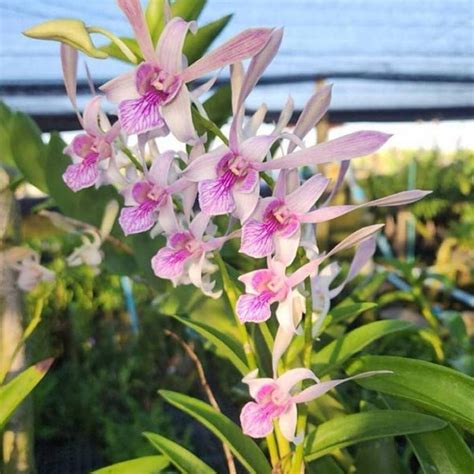 Dendrobium Rabbit Pink