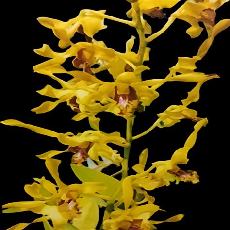 Dendrobium Rabbit Yellow