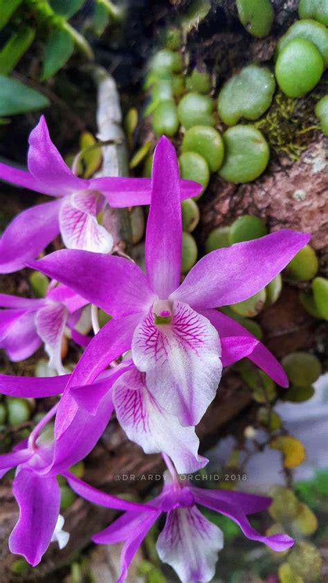 Dendrobium Rainbow
