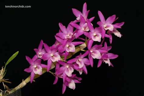 Dendrobium Rainbow Dance
