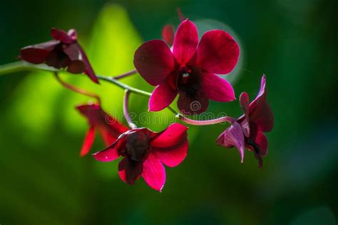 Dendrobium Red