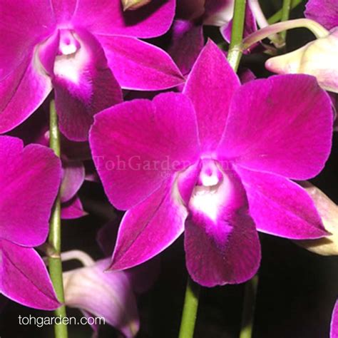 Dendrobium Red Bull