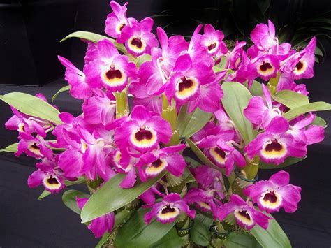 Dendrobium Red Emperor Care