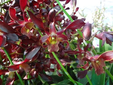 Dendrobium Red Twist