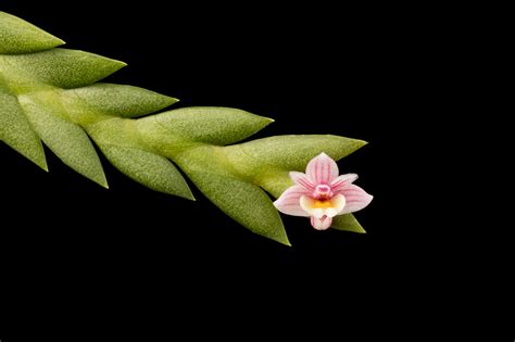 Dendrobium Reflexitepalum