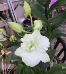 Dendrobium Regina Busse