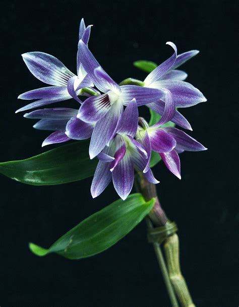 Dendrobium Reginae