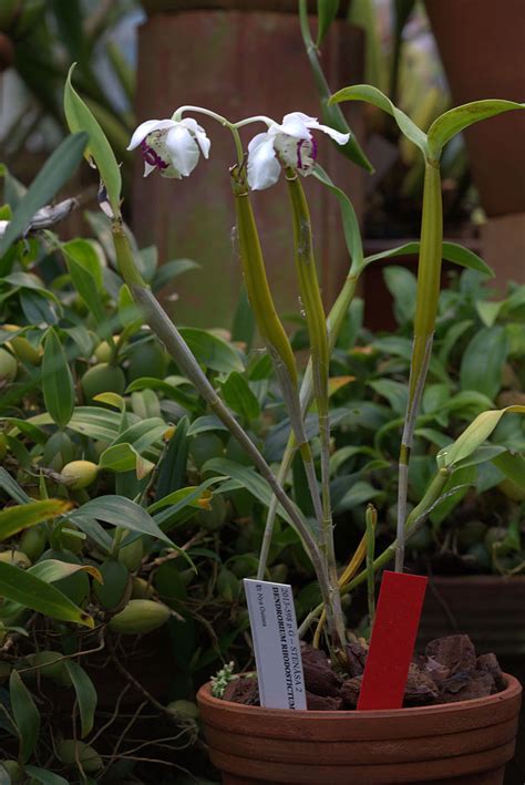 Dendrobium Rhodostictum