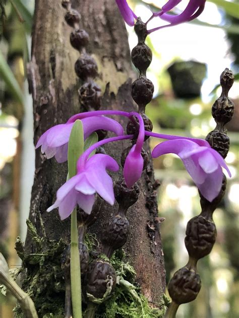 Dendrobium Rindjaniense