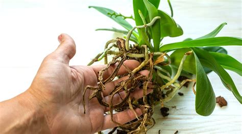 Dendrobium Root Rot